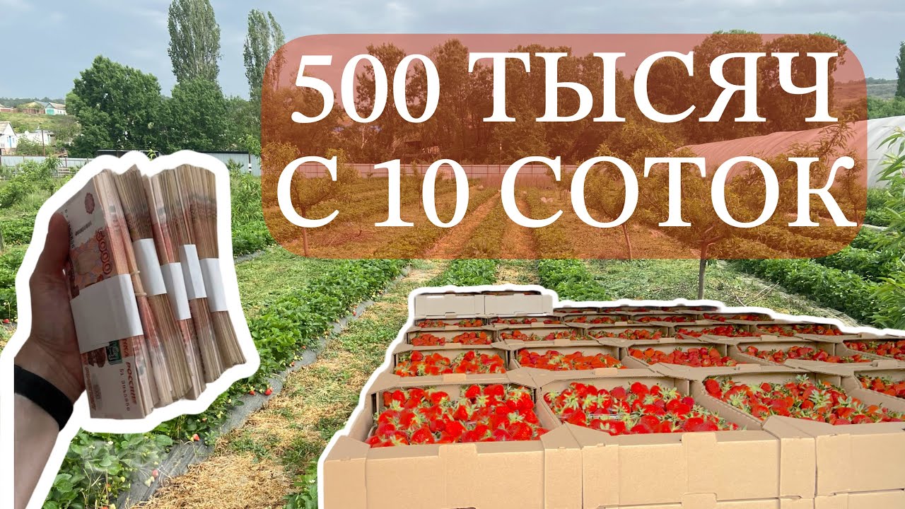 500 тысяч с 10 соток клубники, реально ?