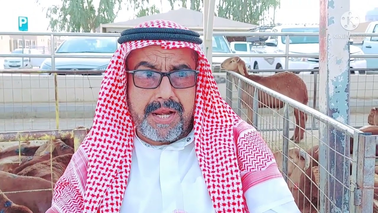 ابوراشد/خبير الاغنام ومعلومات عن تربية الساكني الخميس ١١/١٠/١٤٤٣