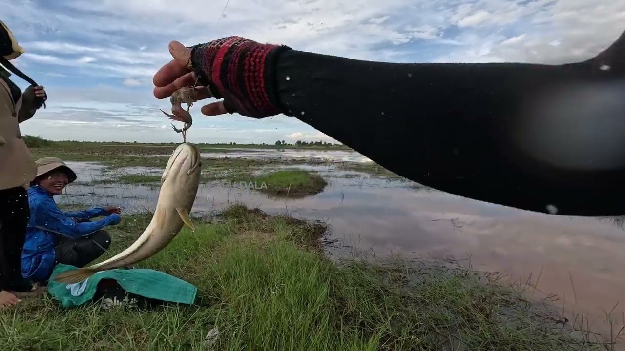 បឹងស្អក កាលពីនៅមានទឹក #កើបចុងម៉ោង #បបក់ត្រីបឹង #បបក់ត្រីធម្មជាតិ #បបក់កូនត្រី #fishing