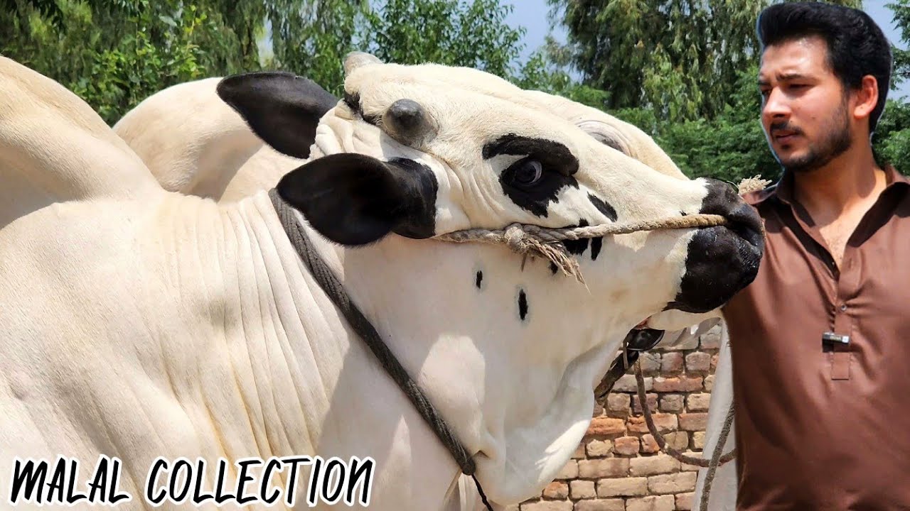 Dera Malik & Dera Nisar (MALAL PART 01) - Fateh Jang Bulls 2023 - Cow Mandi 2023 - Bakra Mandi 2023