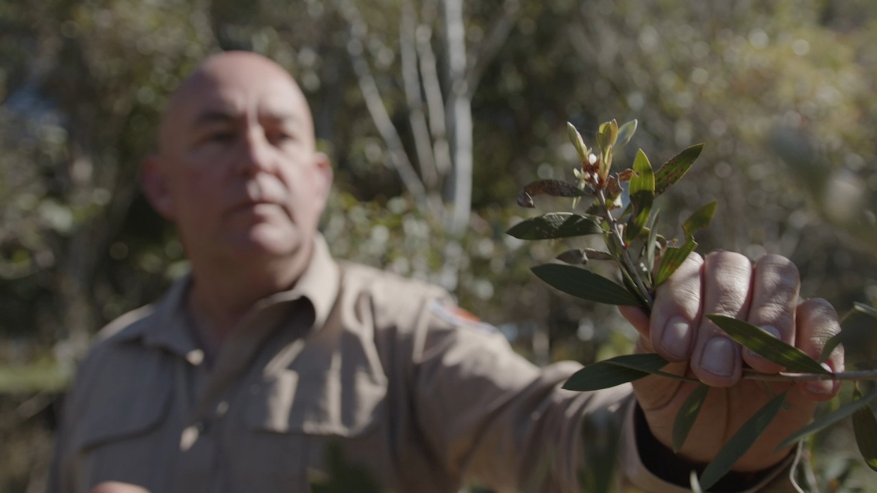 NSW Carbon on Country initiative: Restoring Country through carbon farming