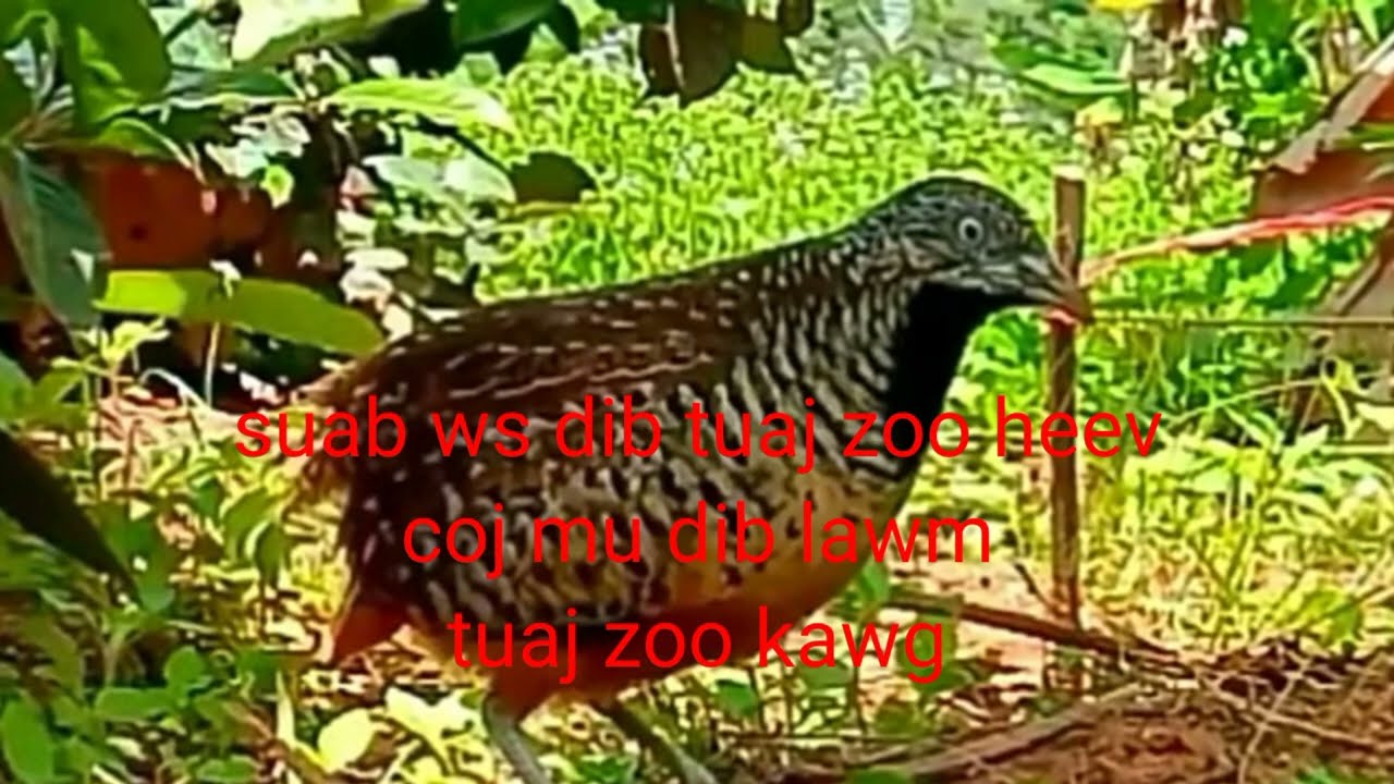 Suab ws dib tuaj zoo heev li nawb