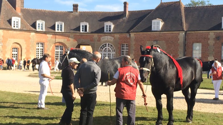 Championnat de France percherons