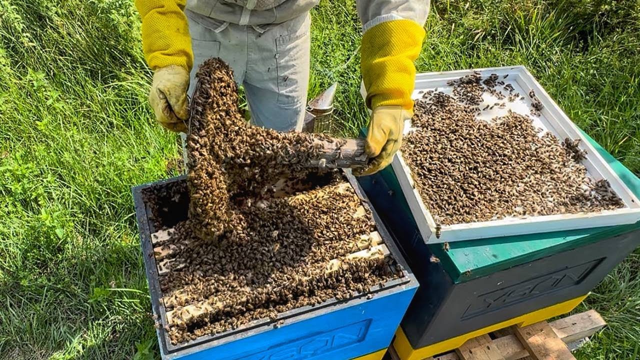 Про це знають 5% БДЖОЛЯРІВ. Вони ПРИХОВУЮТЬ цей метод.