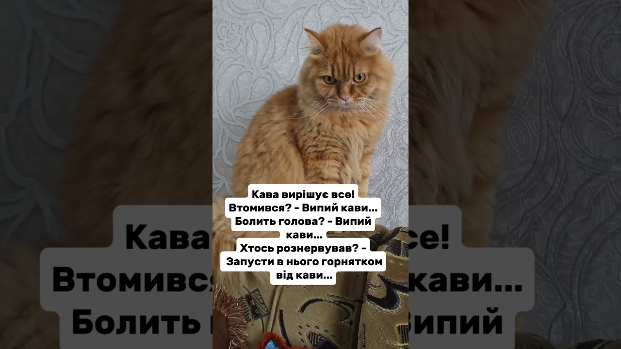 Кава #гуморукраїна #веселівідео #кітблогер #котикиприколи #війнавукраїні #війнатриває