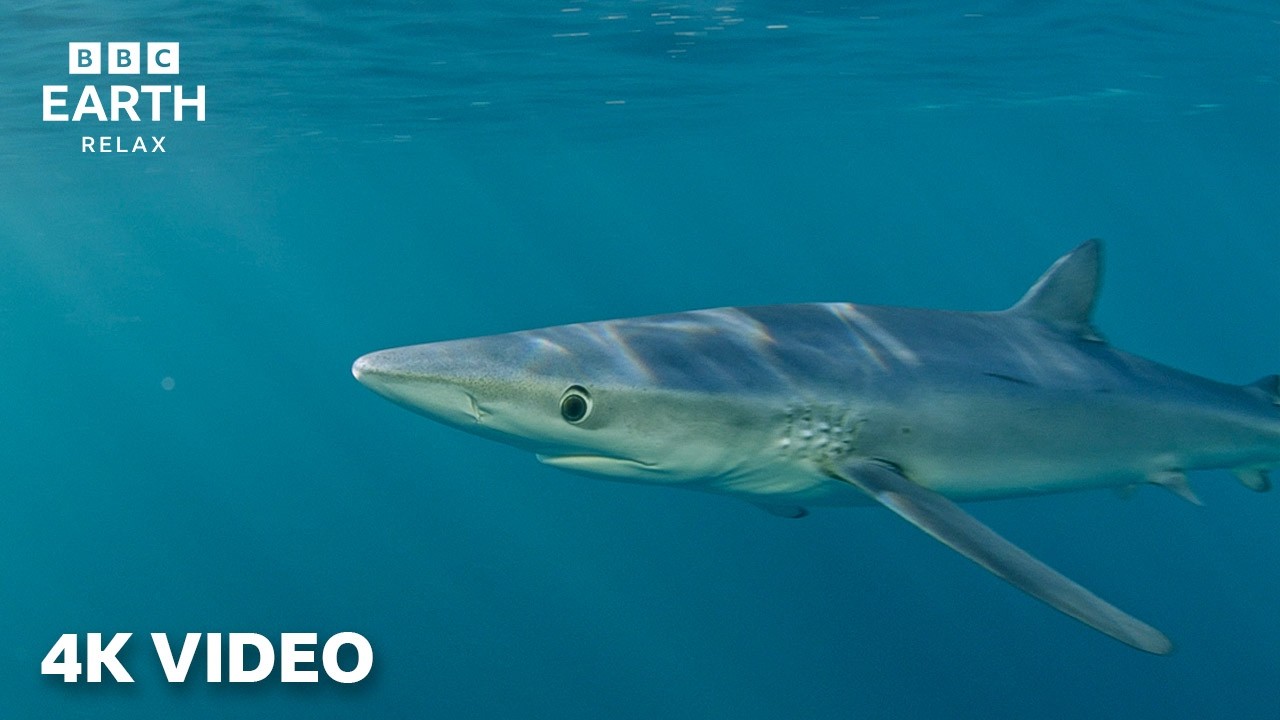 Глубоководная фауна в 4K | Северная Атлантика: Темный океан | BBC Earth Relax