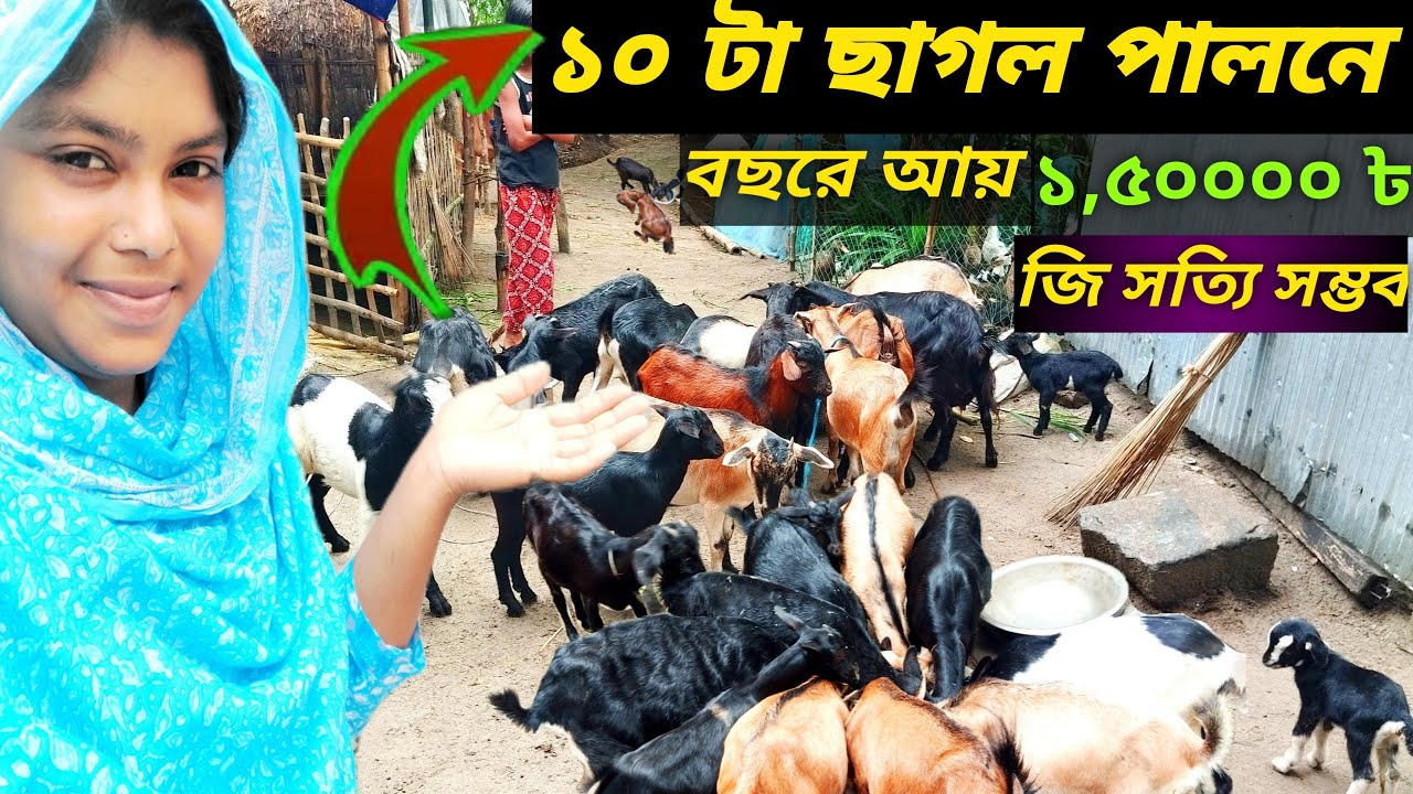 মাত্র (১০) টা ছাগল পালন করলে মাসে কত টাকা লাভ?সঠিক হিসাব জানলে অবাক হবেন! black bangle goat farm