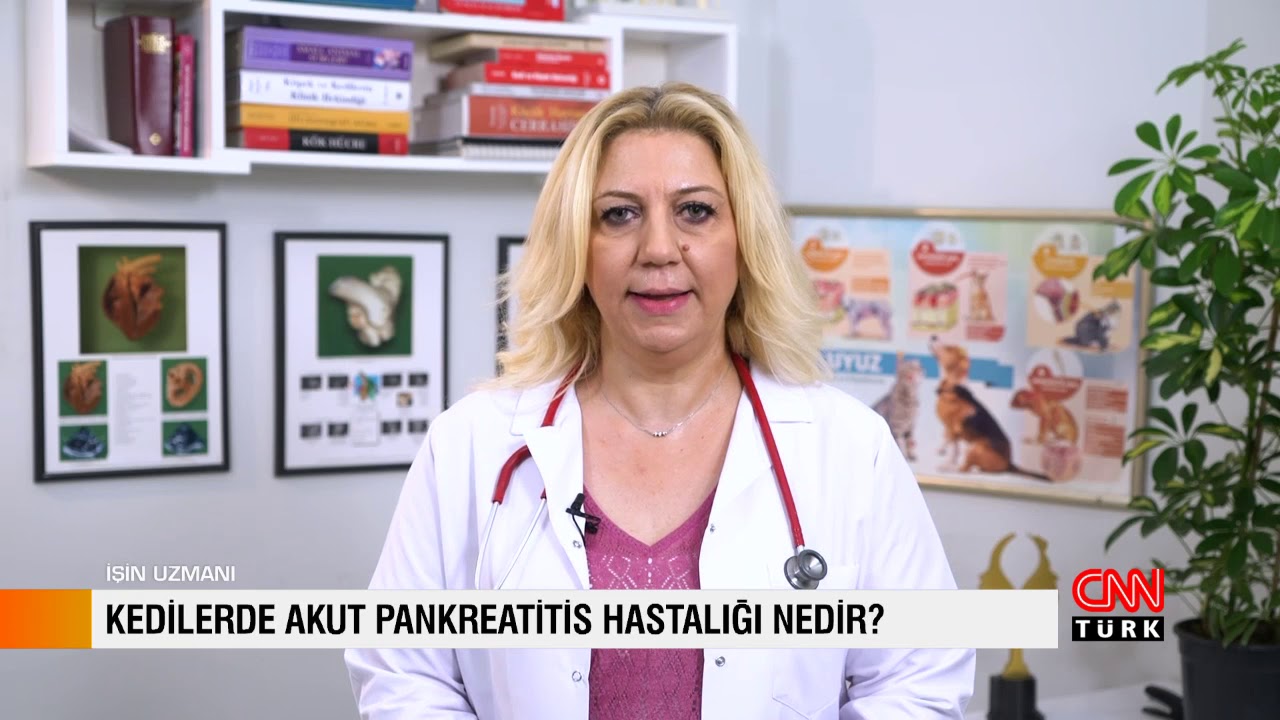 İŞİN UZMANI / KEDİLERDE AKUT PANKREATİTİS - VETERİNER HEKİM HANDE MUTLU