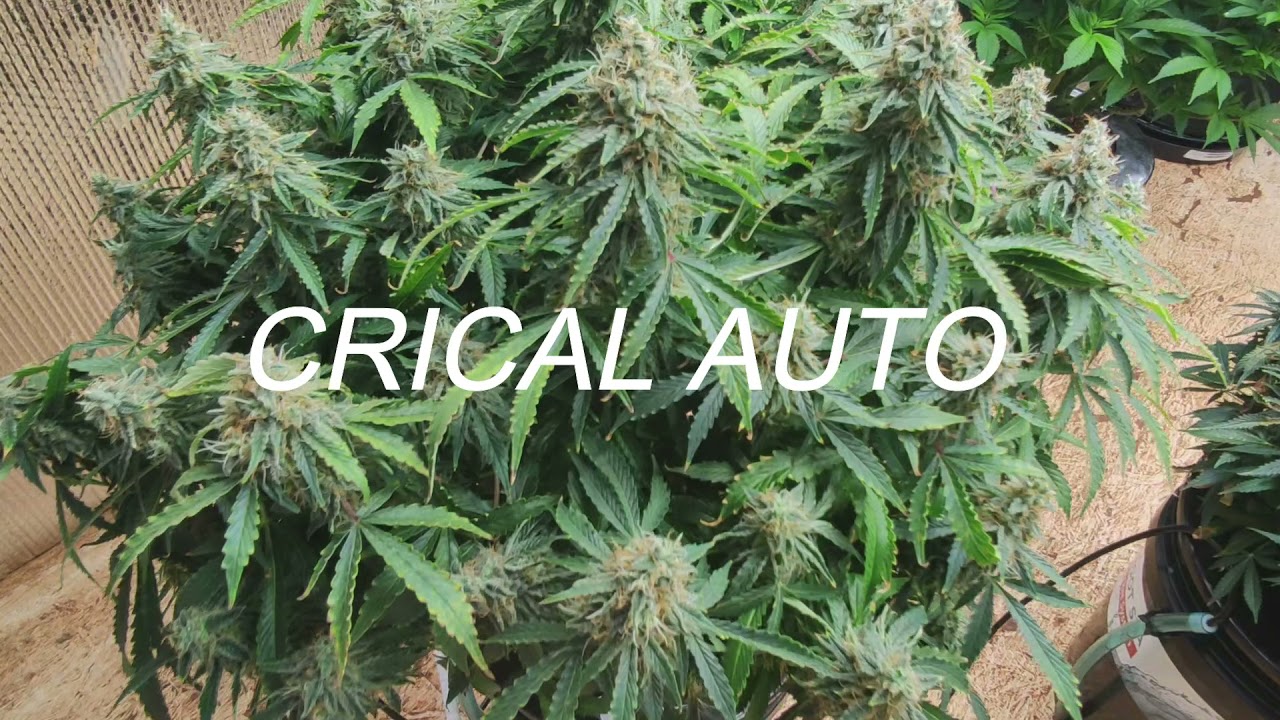 VeritasPharms - Critical Auto