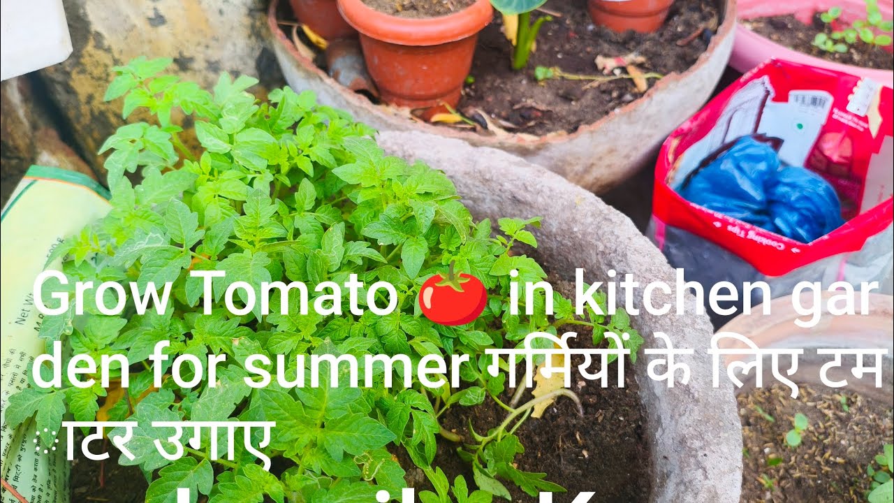 Secret tips for growing best tomato at home
