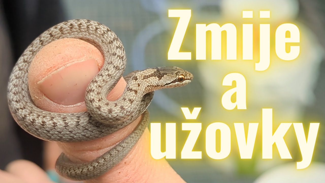 Zmije a užovky