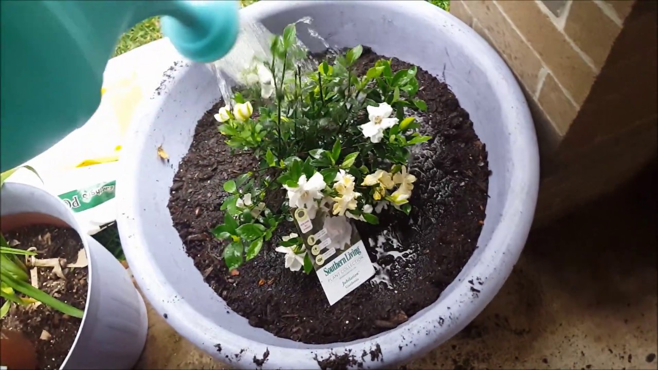 Transplanting Gardenia into a Bigger pot