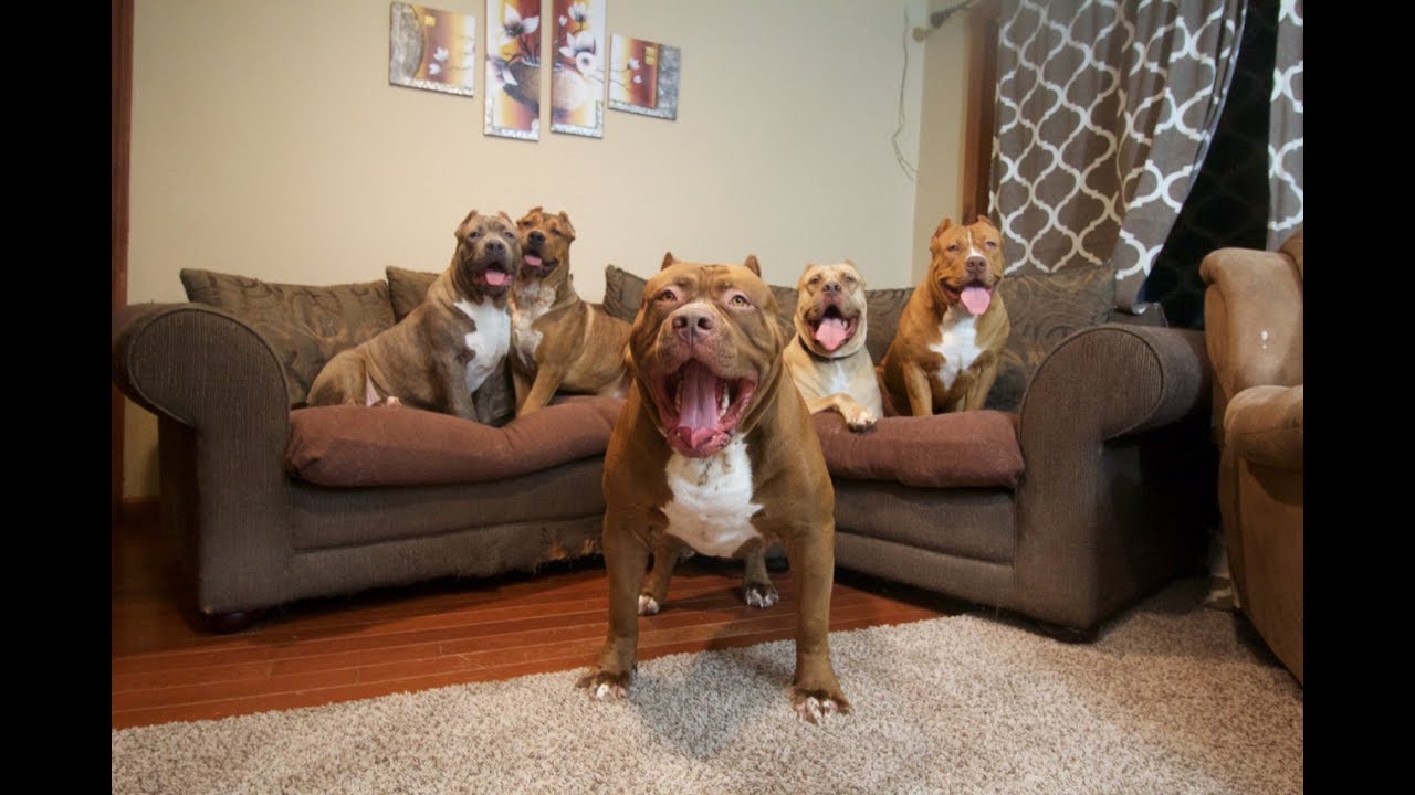 Best of WORLD FAMOUS GIANT FAMILY PIT BULL 