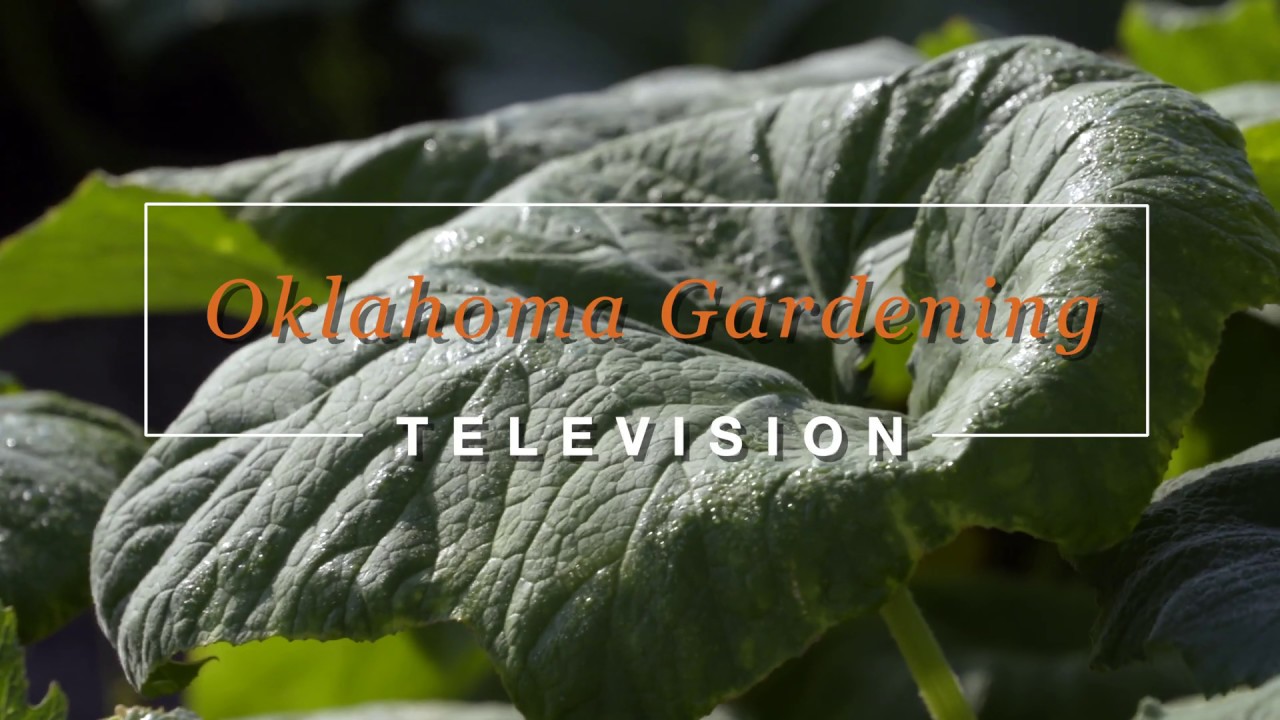Choctaw Heirloom Squash