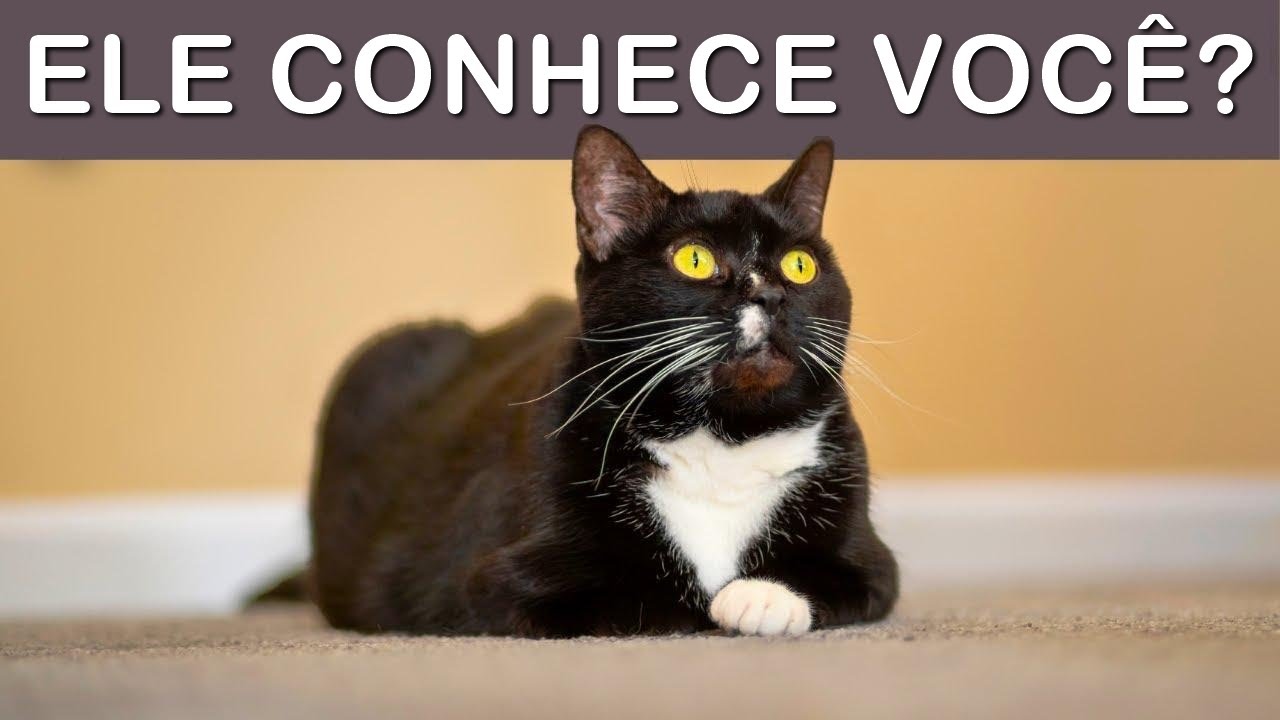 10 COISAS que seu gato SABE SOBRE VOCÊ! 🔥