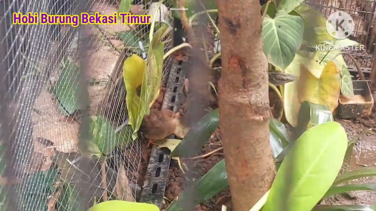 Membuat Aviary Burung 0.8m x 1.6m x 2.7m Mantap Wajib Dicoba