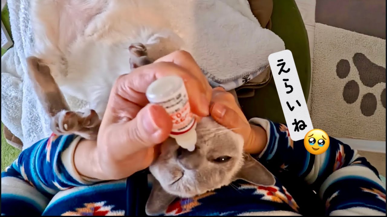 猫が病院とお薬をがんばった日の記録｜ラクトくん