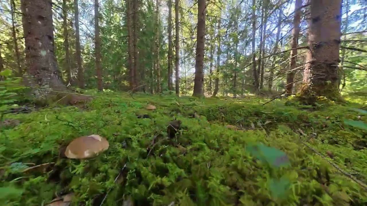 Steinsopp - Boletus edulis - cep, penny bun, porcino