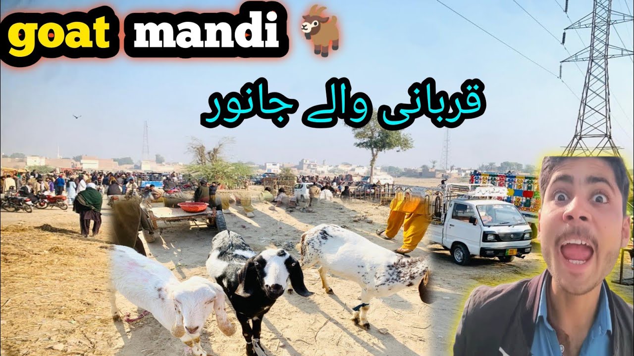Qurbani wale goat 😍 Bakra mandi 🐐