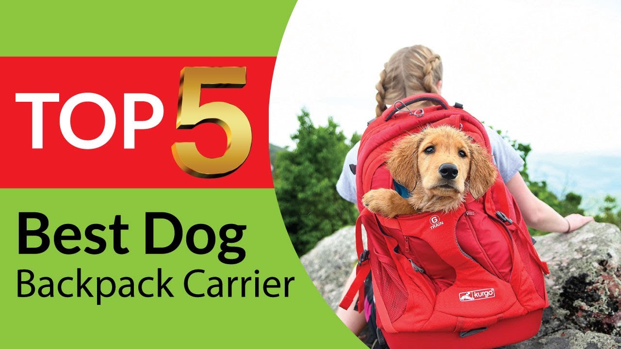 Top 5 Best Dog Backpack Carriers for Hiking in 2026