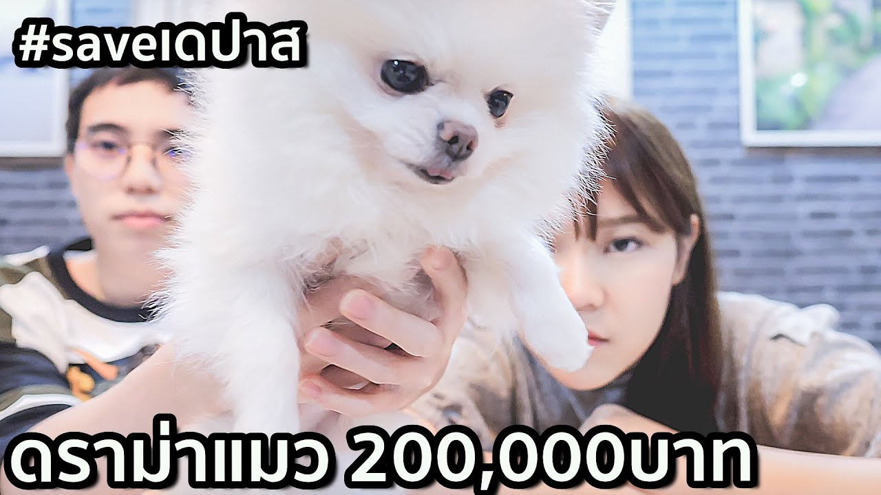 ชี้แจง ดราม่า ซื้อของแมว 100,000 บาท