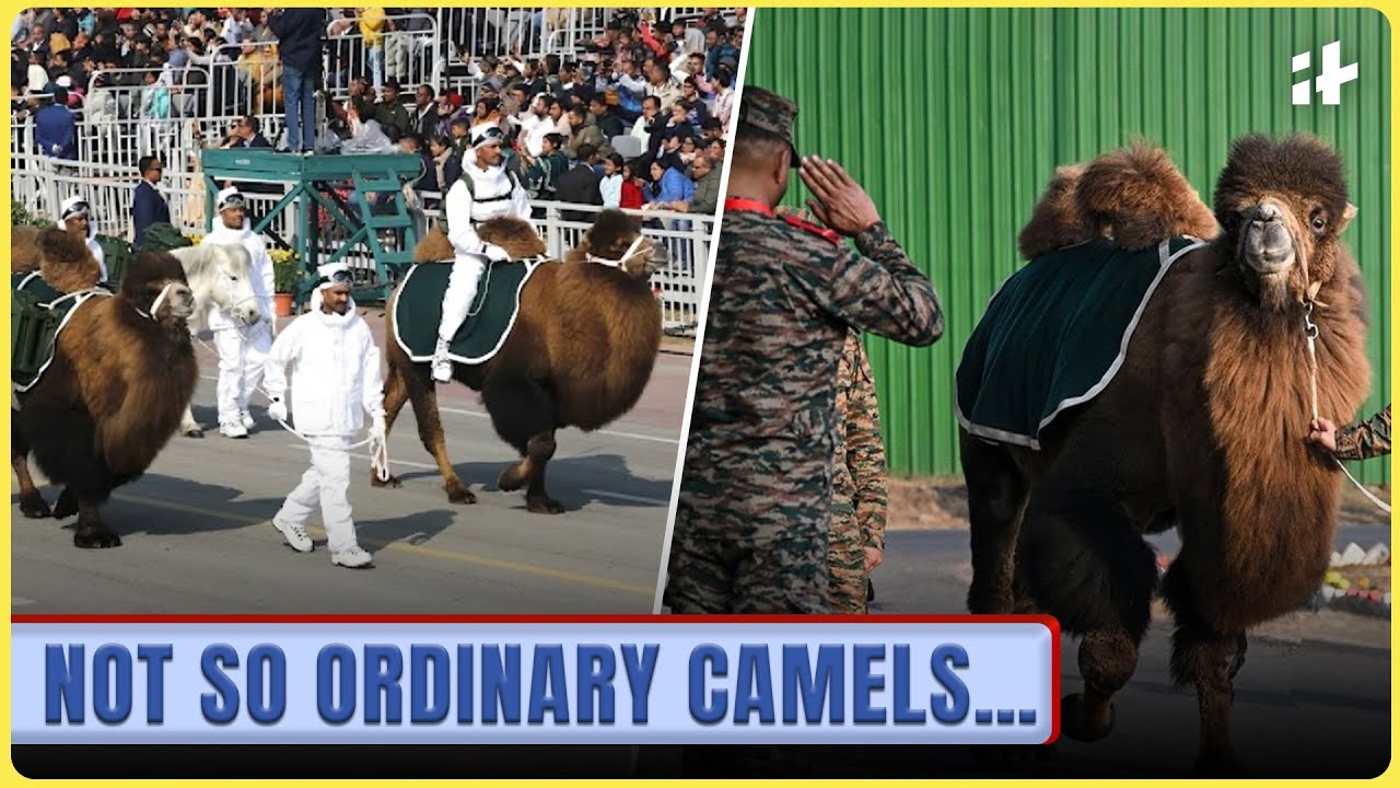 Two Camels Marched Down Kartavya Path & Internet Went Wild: Why These Bactrian Camels Are Special
