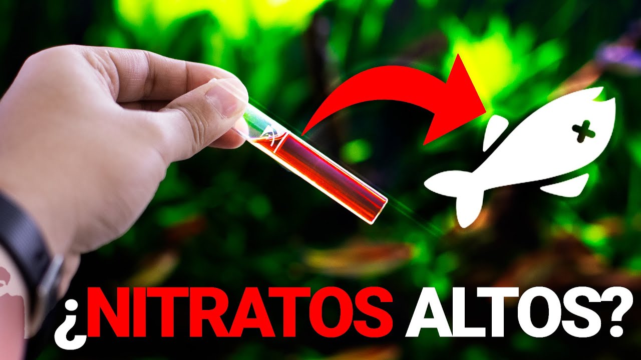 Maneras de BAJAR los NITRATOS en tu ACUARIO