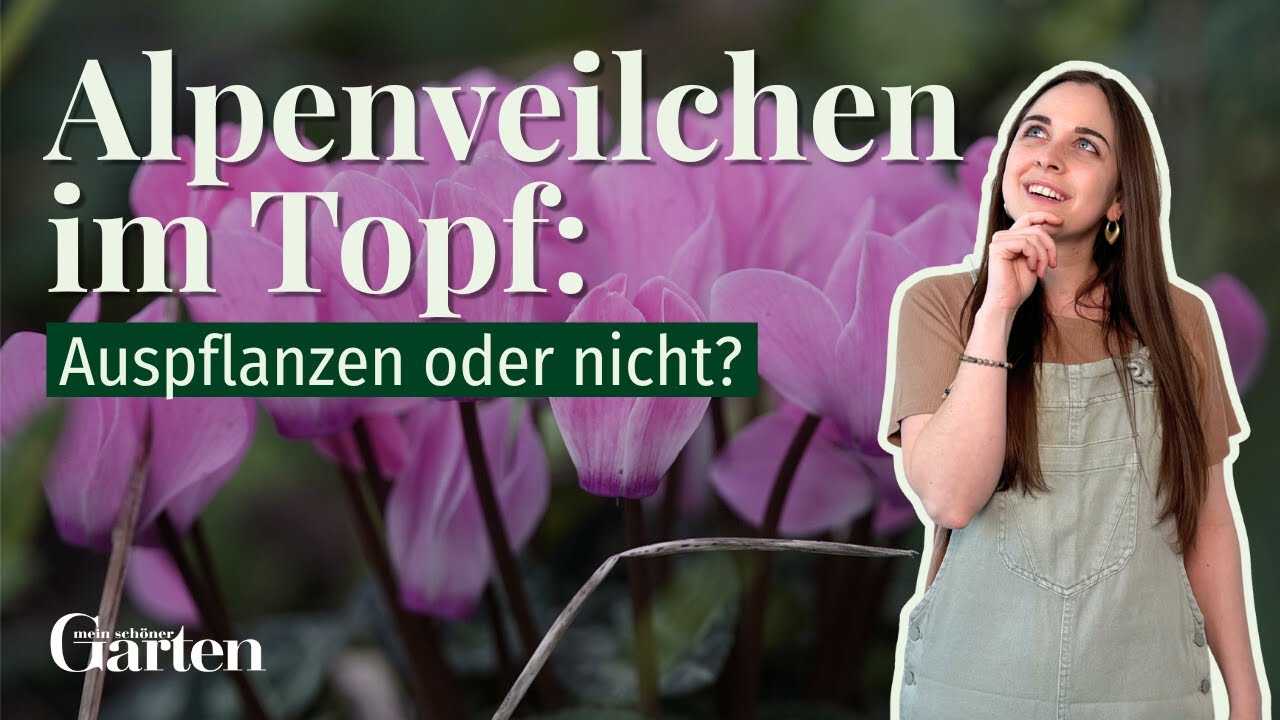Alpenveilchen im Topf: Auspflanzen oder nicht