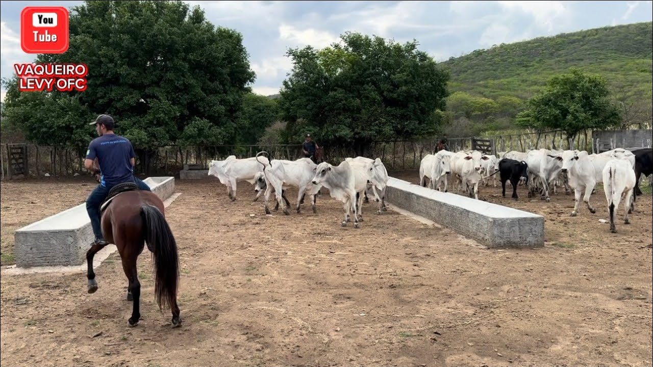JOSÉ VAQUEIRO,SUSSU E JAILSON CONFERINDO O GADO NO PARQUE GUARANI.