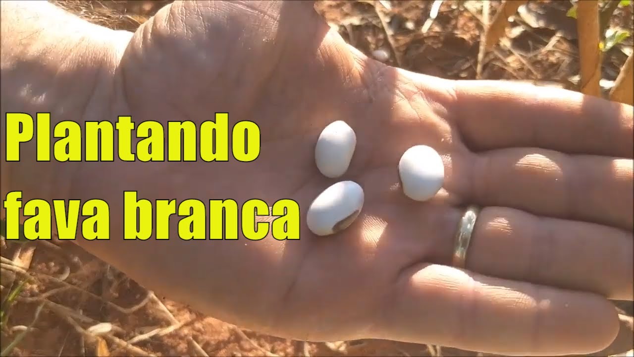 Como plantar fava branca passo a passo