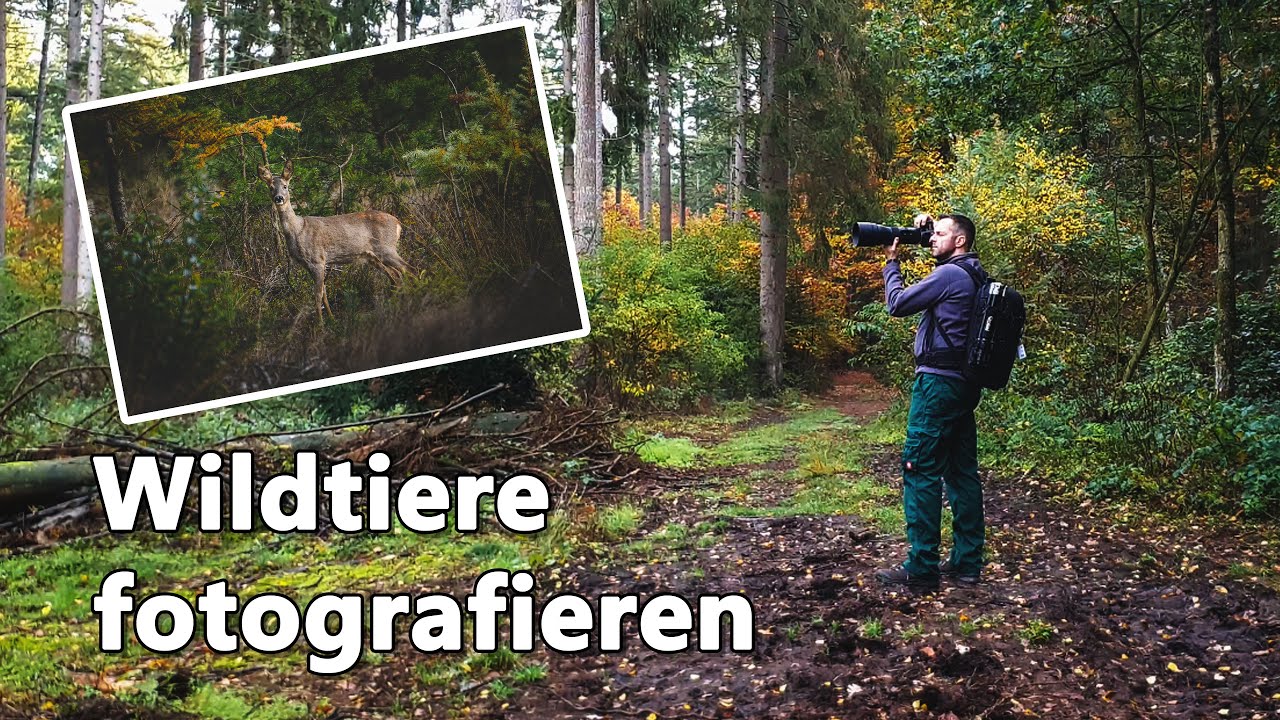 Reh- und Damwild Fotografie mit dem Tamron 150-600mm G2