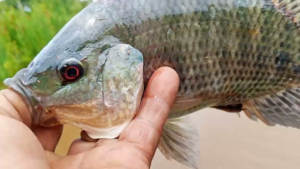 Pesca Raiz