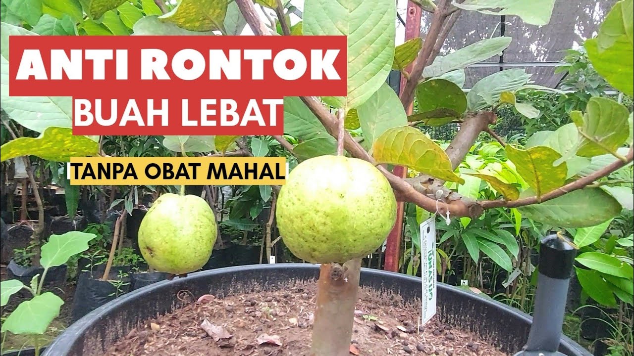 JAMBU KRISTAL BERBUAH LEBAT TANPA RONTOK! Ini Rahasia Pruning & Pupuknya