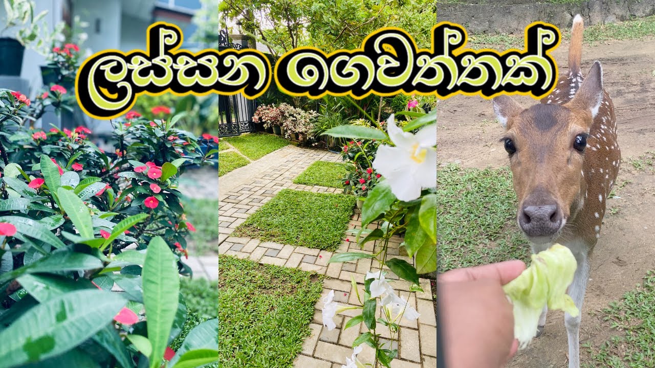 කෑම හොයාගෙන ගෙදරට එන මුව රංචුව🦌🦌 ඔයාලා ආස මහගෙදර ලස්සන ගෙවත්ත බලමුද? 🥰🤩 Home Garden Update🏡 Plants🪴