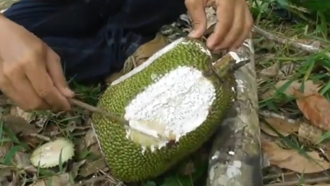 cara membuat lem pulut yang super rekat dari getah nangka