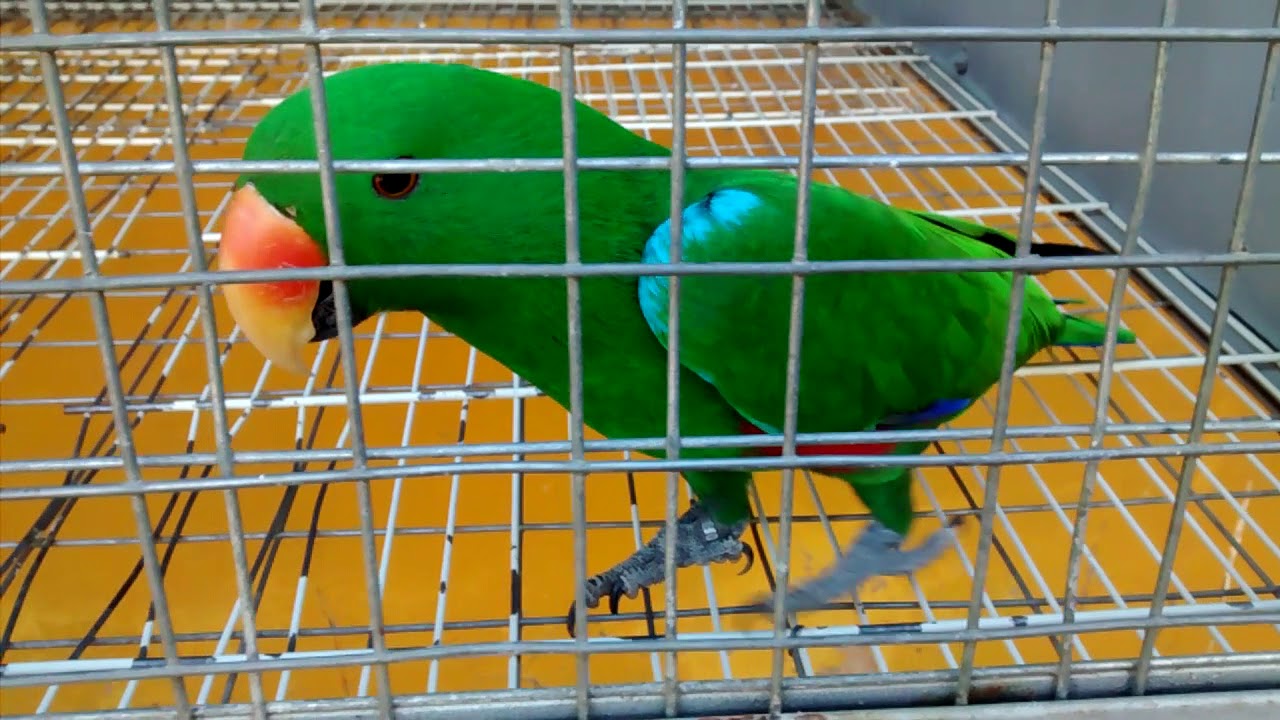 Papagaio Ecletus, cacatua galah, Ringneck cleartail ...