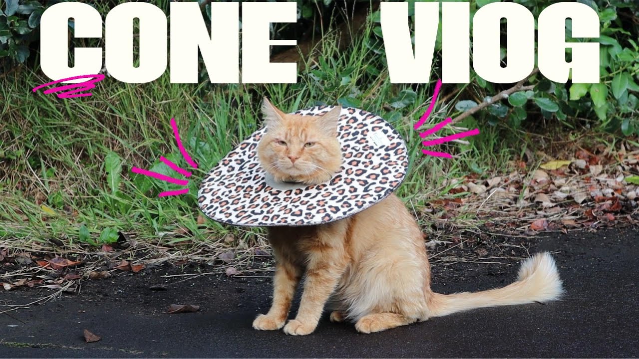 My cat exploring outside, with a leopard print cone on