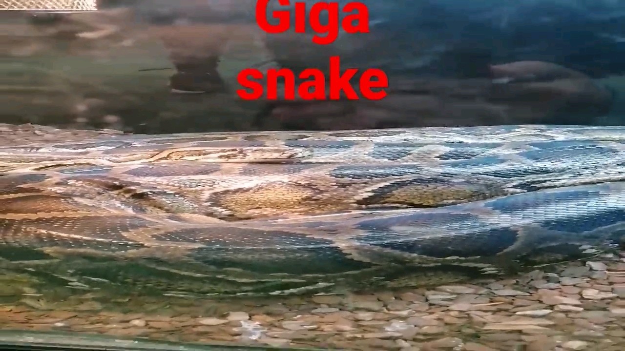 GIGA SNAKE