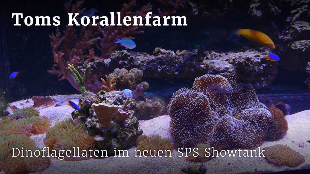 Dinoflagellaten im neuen SPS Showtank