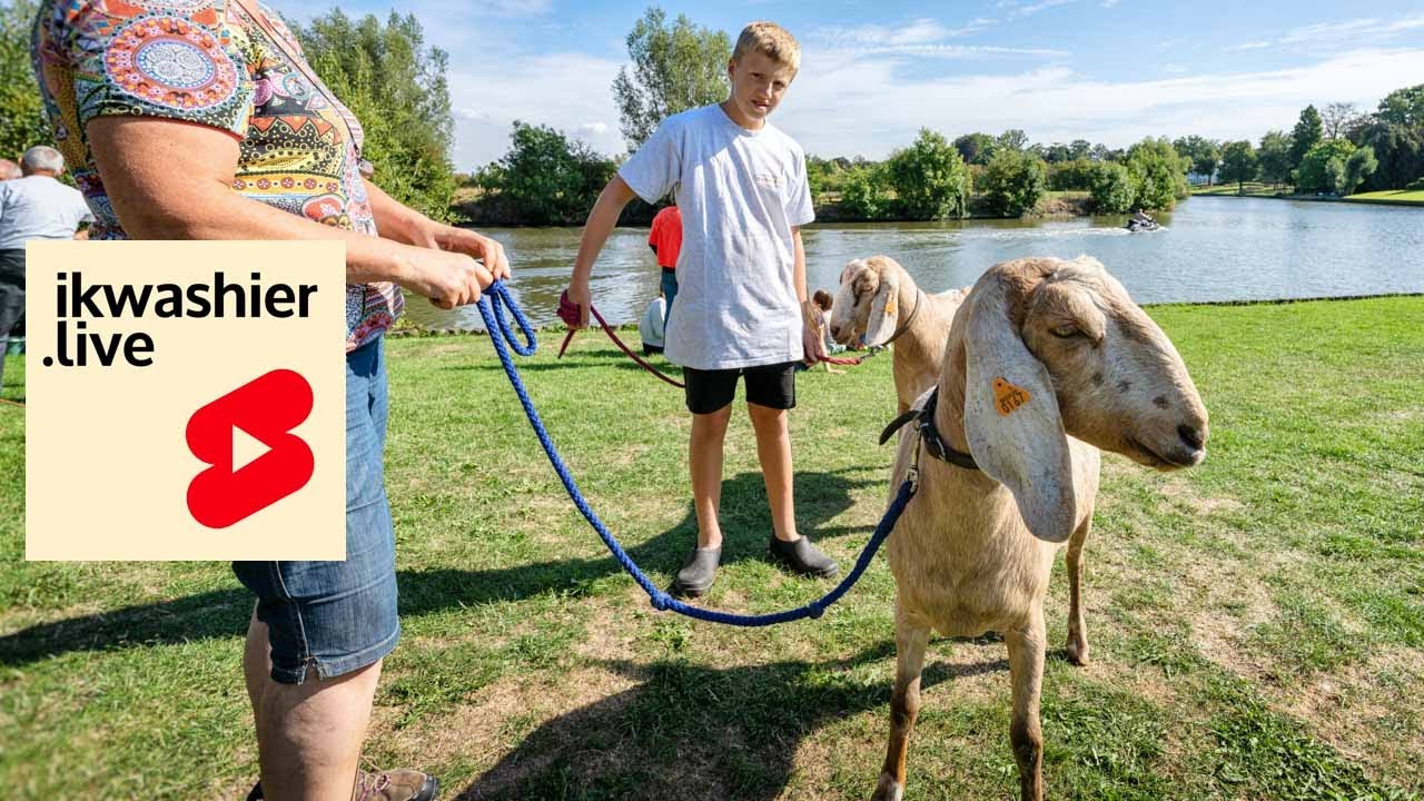 Geitenkeuring op Latem Kermis #shorts #dieren #animal #geit #goat #chèvre #kermis Sint-Martens-Latem