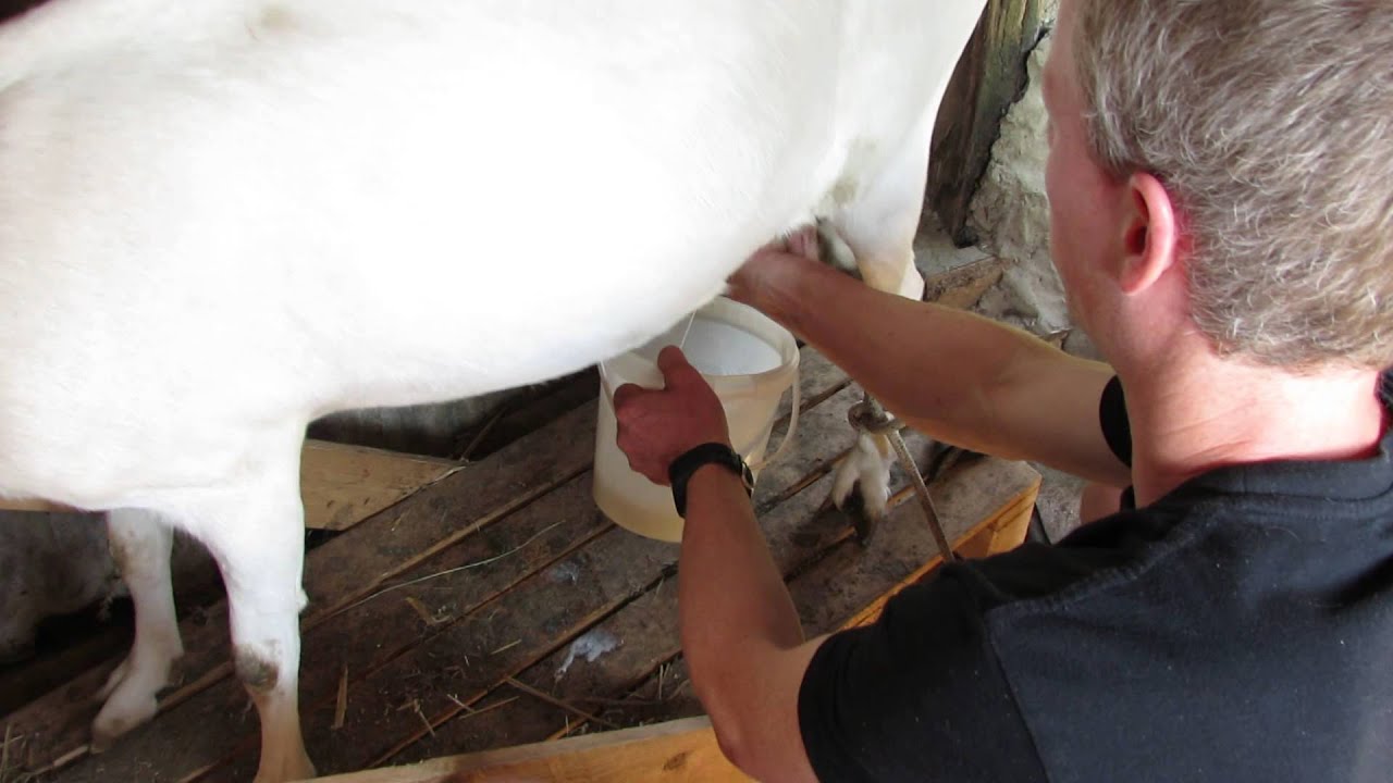 Traire une chèvre Saanen