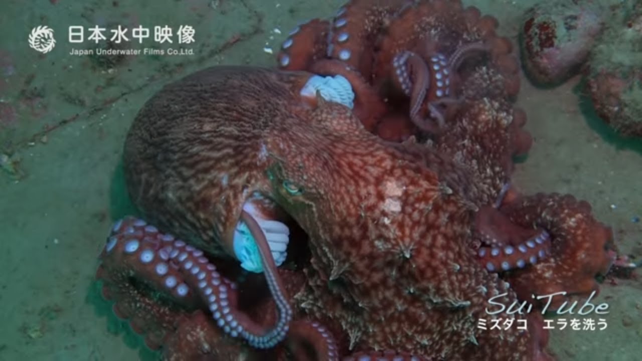 ミズダコのエラ洗い！メンテナンスモード　Washing gills of North pacific giant octopus. suitube7!