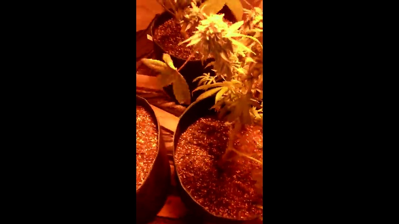 Ribo 0042 AK 47 and Mendo Purple