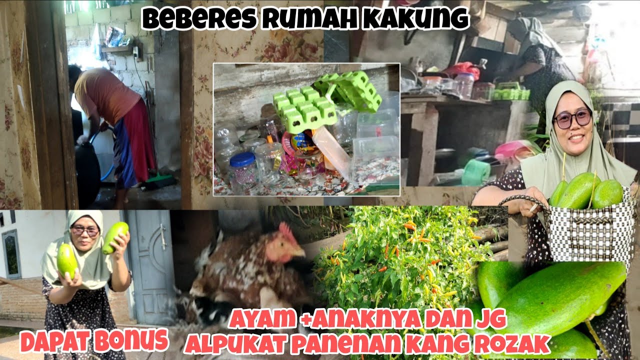 Beberes rumah kakung sebelum lebaran || di ajak kang Rozak perdana manen alpukat siger ⁉️