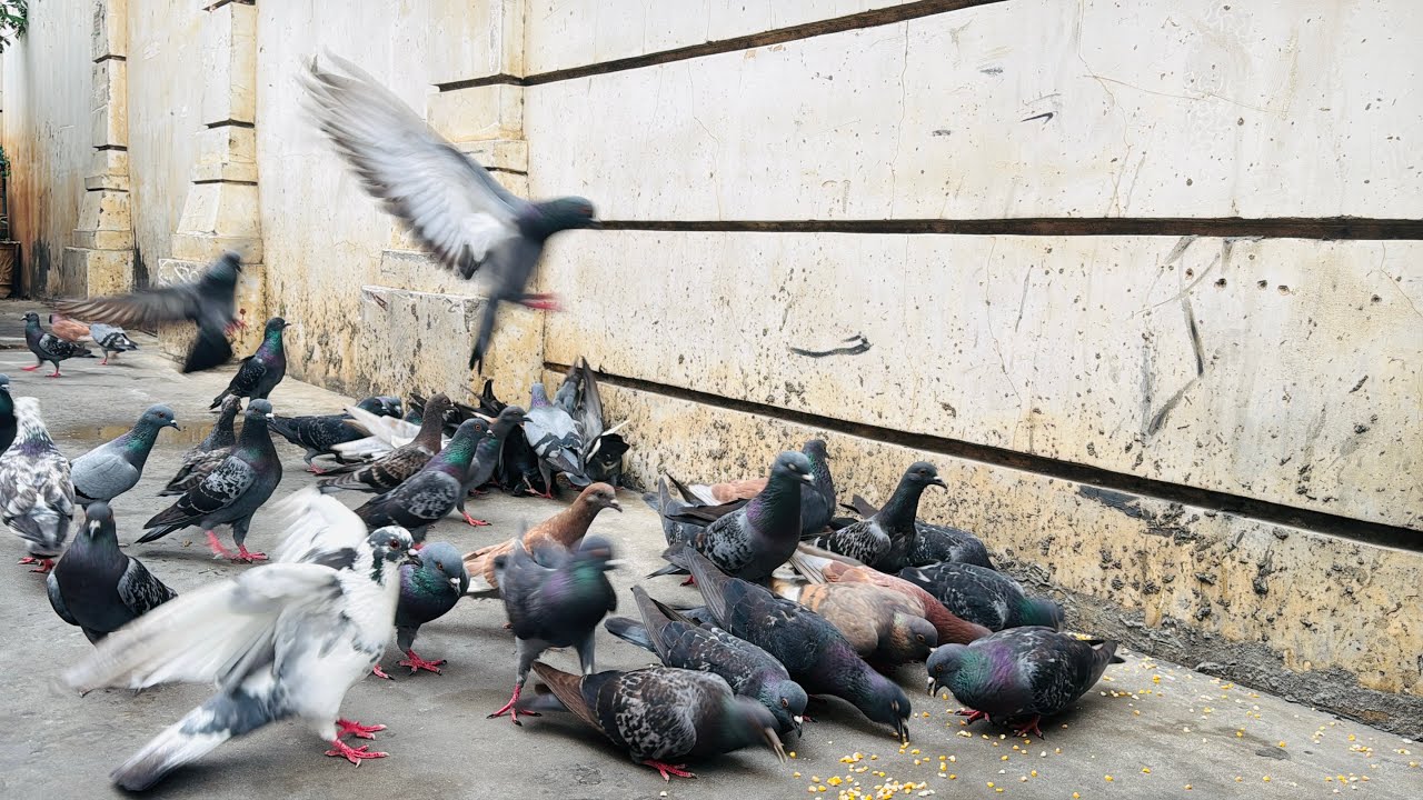 Many pigeons are happily pecking at food.