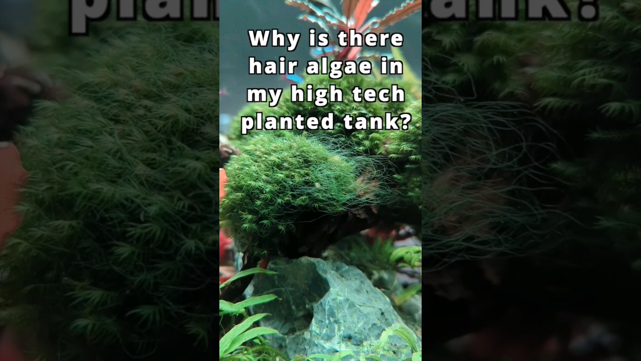 Why is there hair algae in my high tech planted tank? 🐟💚 #shorts #plantedtank #aquarium #fishtank