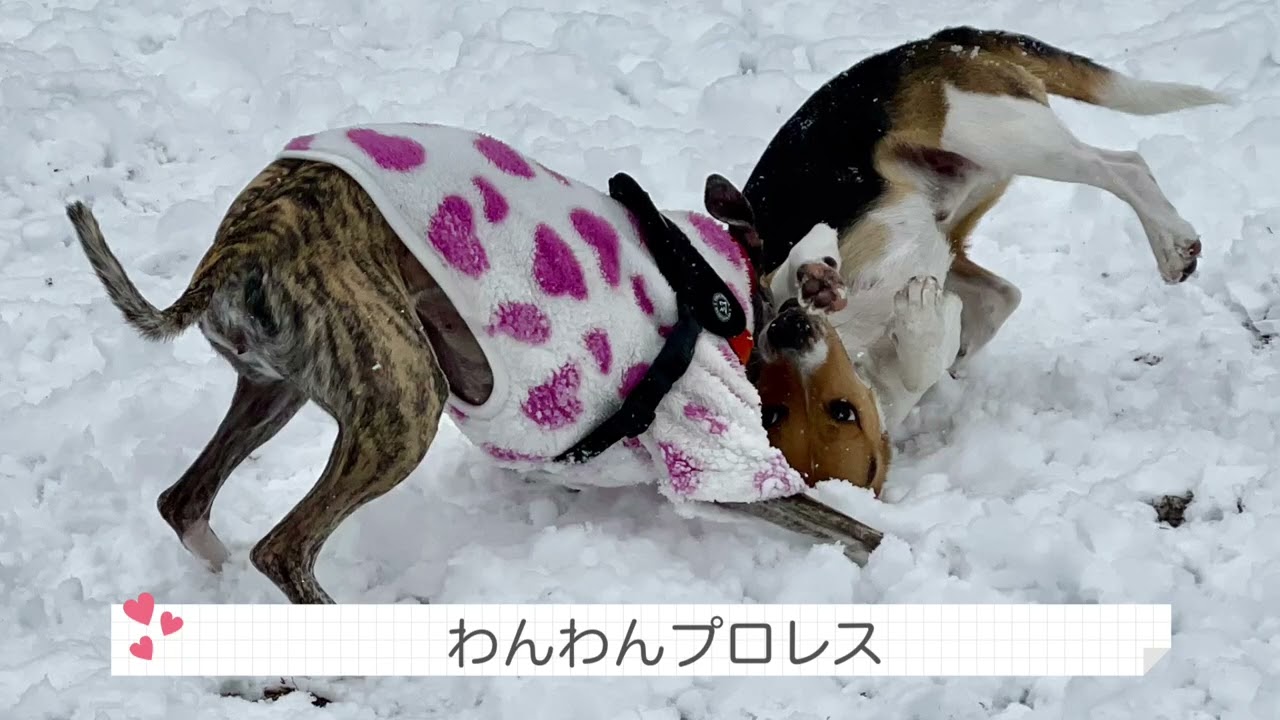 2026年2月雪の日に🐶☃️