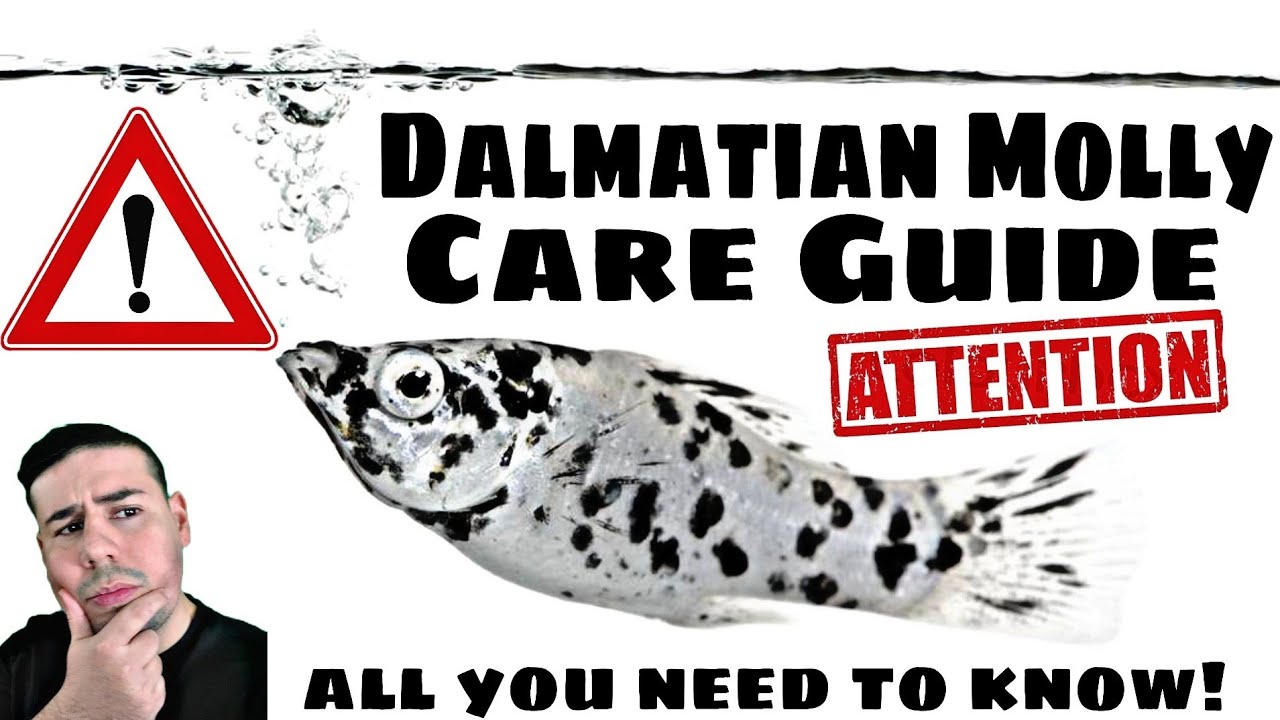 Dalmatian Molly / Molly fish Breeding, Feeding, tank size & mates! All you need to know! JR Aquarium
