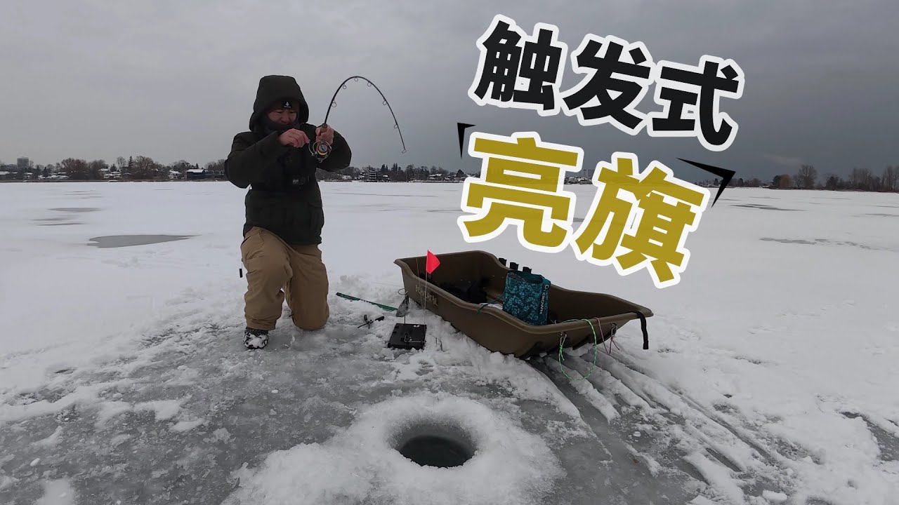 冰上触发式钓鱼装置 | 新年冰钓首秀，大鹅集结成群南下
