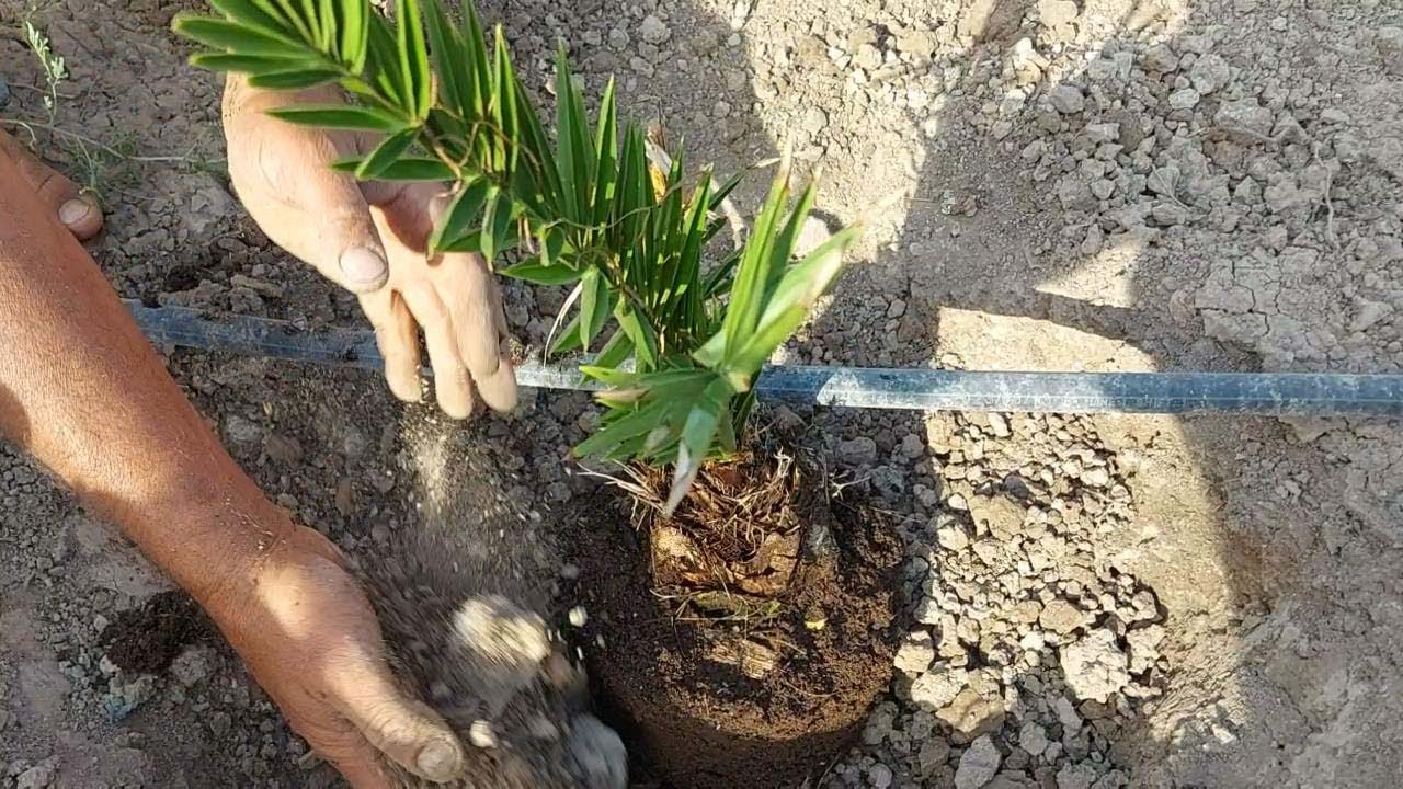 الطريقة الصح لزراعة فسائل النخيل#زراعة_الفسائل